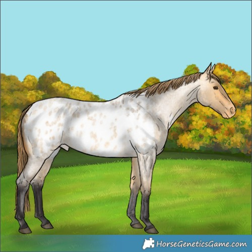 Horse Color:Unknown 