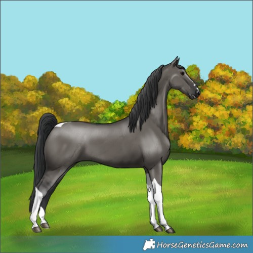 Horse Color:Grullo Tobiano 