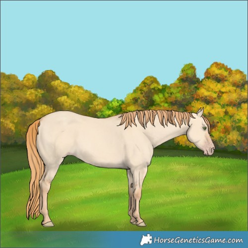 Horse Color:Gold Champagne Dun 