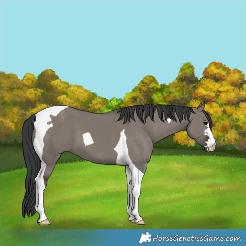 Horse Color:Grullo Tobiano 