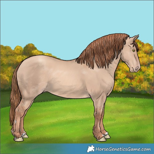 Horse Color:Gold Champagne Dun 