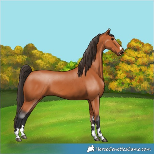 Horse Color:Bay 