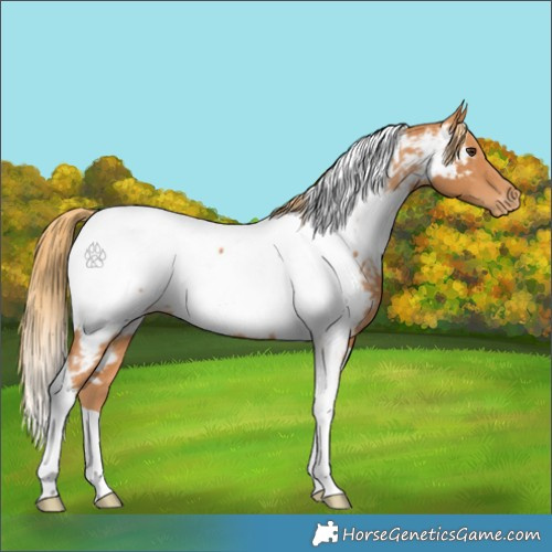 Horse Color:Chestnut Tobiano Appaloosa
