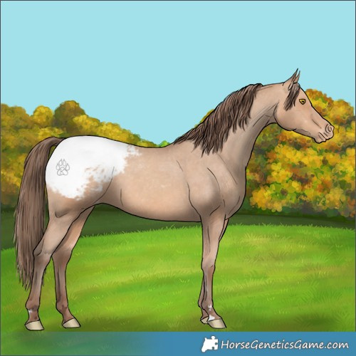 Horse Color:Amber Champagne Appaloosa 