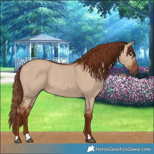 Horse Color:Red Dun 