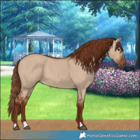 Horse Color:Red Dun 