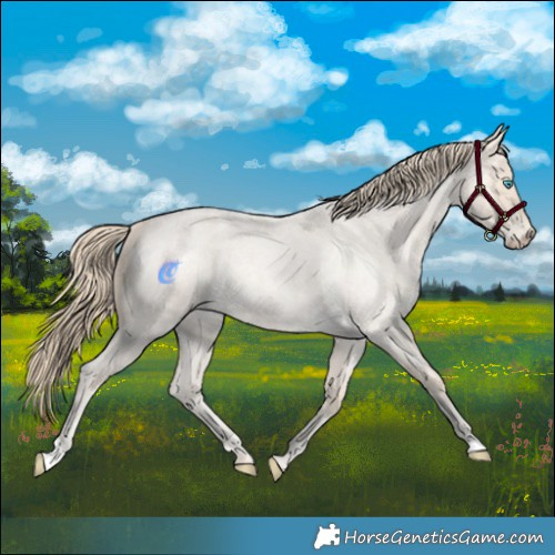 Horse Color:Perlino Roan 