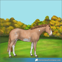 Horse Color:White Spotted Chestnut Sabino Frame 