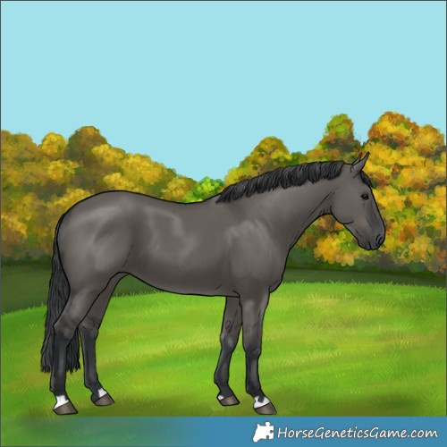 Horse Color:Grullo 
