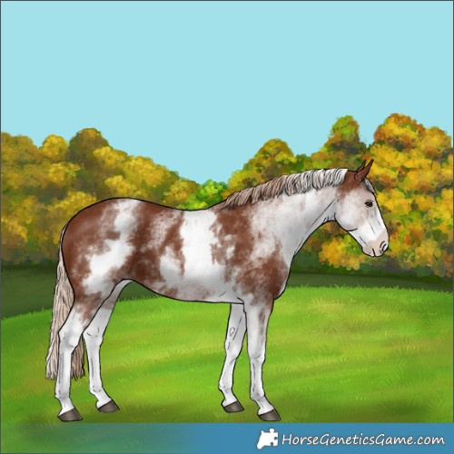 Horse Color:White Spotted Chestnut 