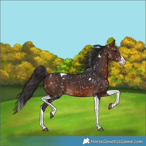 Horse Color:Brown Splash Tobiano Appaloosa