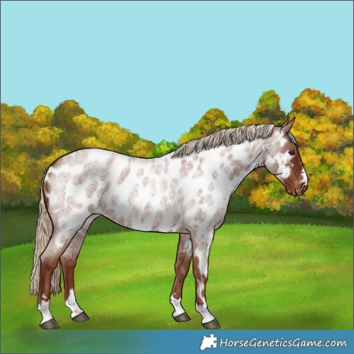 Horse Color:Red Roan Appaloosa