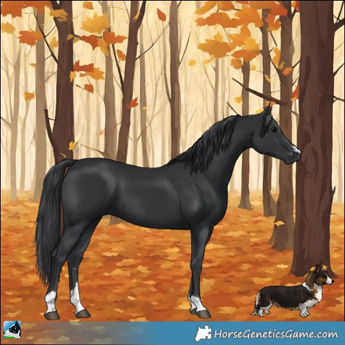Horse Color:Black 