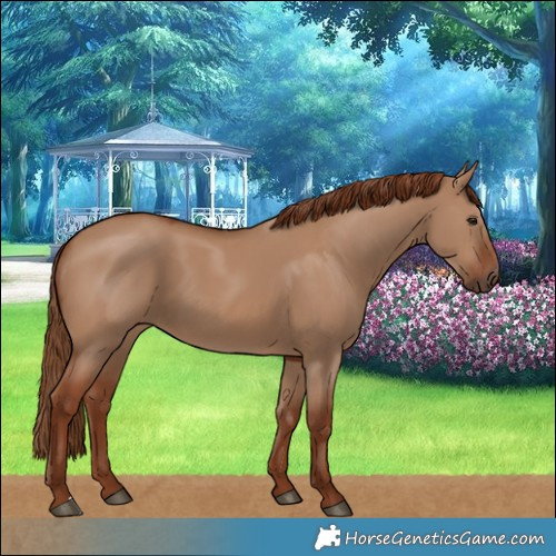 Horse Color:Red Dun 