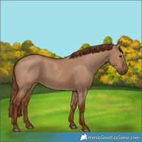 Horse Color:Red Dun 