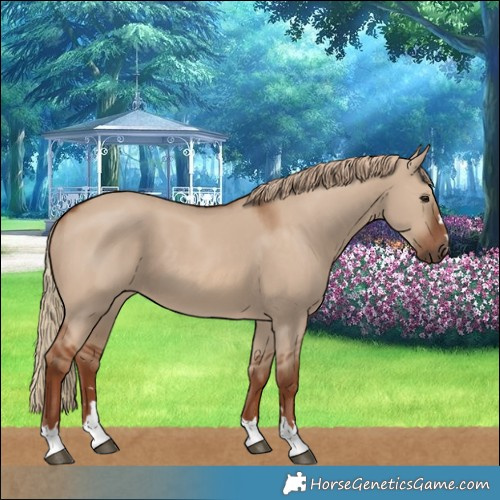 Horse Color:Red Dun 