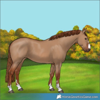 Horse Color:Red Dun