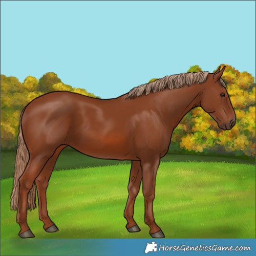 Horse Color:Chestnut 
