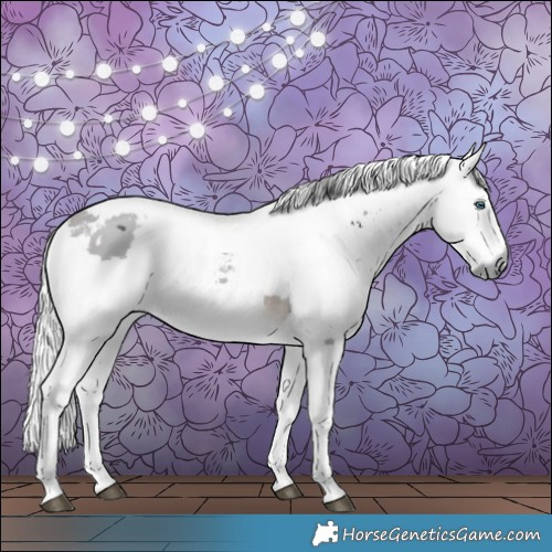 Horse Color:White Spotted Brown Merle Tobiano 