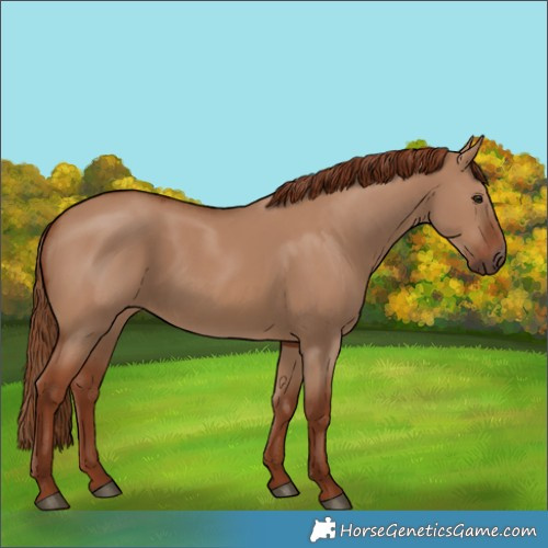 Horse Color:Red Dun 