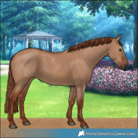 Horse Color:Red Dun 