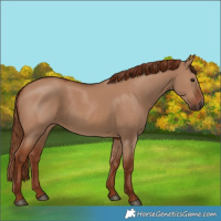 Horse Color:Red Dun 