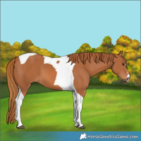 Horse Color:Chestnut Tobiano 