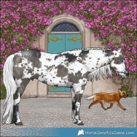 Horse Color:Grullo Harlequin Merle Sabino Rabicano Brindle
