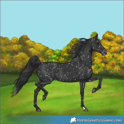 Horse Color:Black Appaloosa