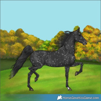 Horse Color:Black Appaloosa 