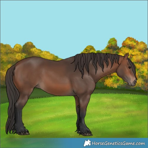 Horse Color:Brown 