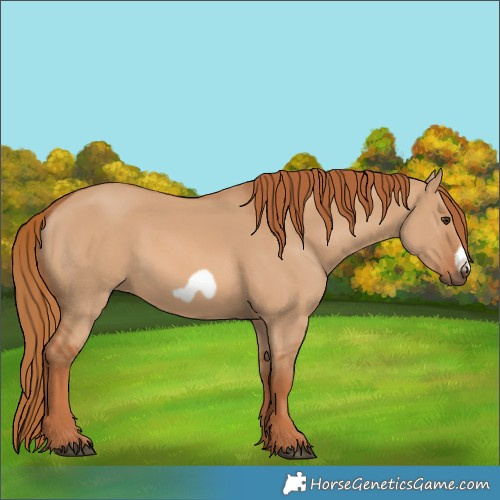 Horse Color:Red Dun Frame 
