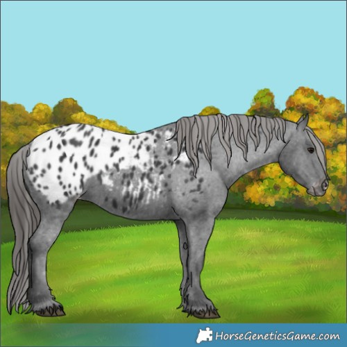 Horse Color:Black Blanket 