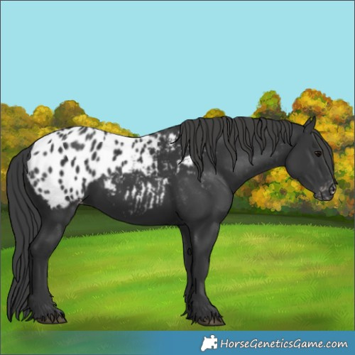 Horse Color:Black Appaloosa 