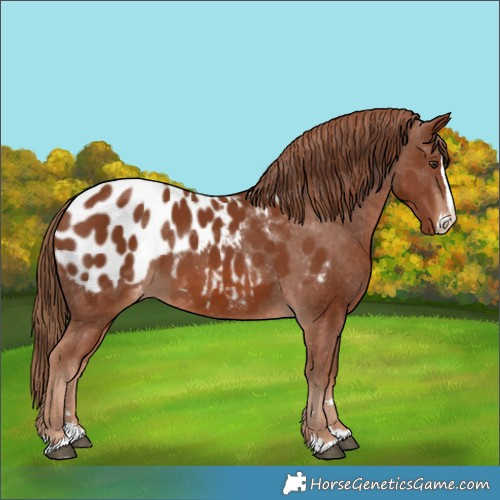 Horse Color:Chestnut Splash Appaloosa 