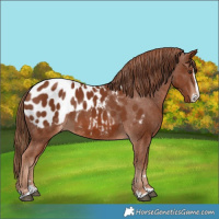 Horse Color:Chestnut Splash Appaloosa