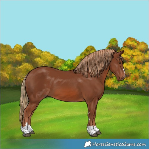 Horse Color:Chestnut 