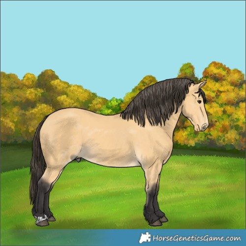Horse Color:Buckskin 