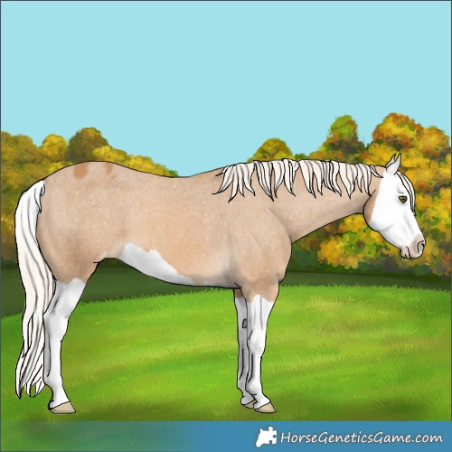 Horse Color:Palomino Mushroom Splash Varnish 
