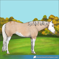 Horse Color:Palomino Mushroom Splash Appaloosa