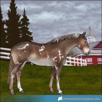Horse Color:White Spotted Liver Chestnut Sabino 