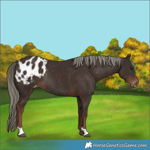 Horse Color:Liver Chestnut Mushroom Appaloosa Rabicano