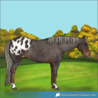 Horse Color:Liver Chestnut Mushroom Appaloosa Rabicano
