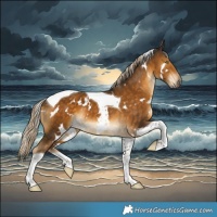 Horse Color:White Spotted Chocolate Palomino Tobiano 
