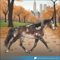 Horse Color:White Spotted Brown Merle 