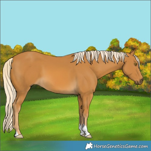 Horse Color:Palomino 