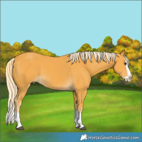 Horse Color:Palomino Splash