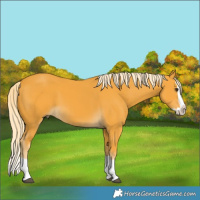 Horse Color:Palomino Splash
