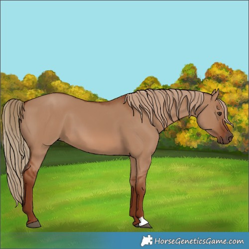 Horse Color:Red Dun