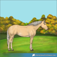 Horse Color:Palomino